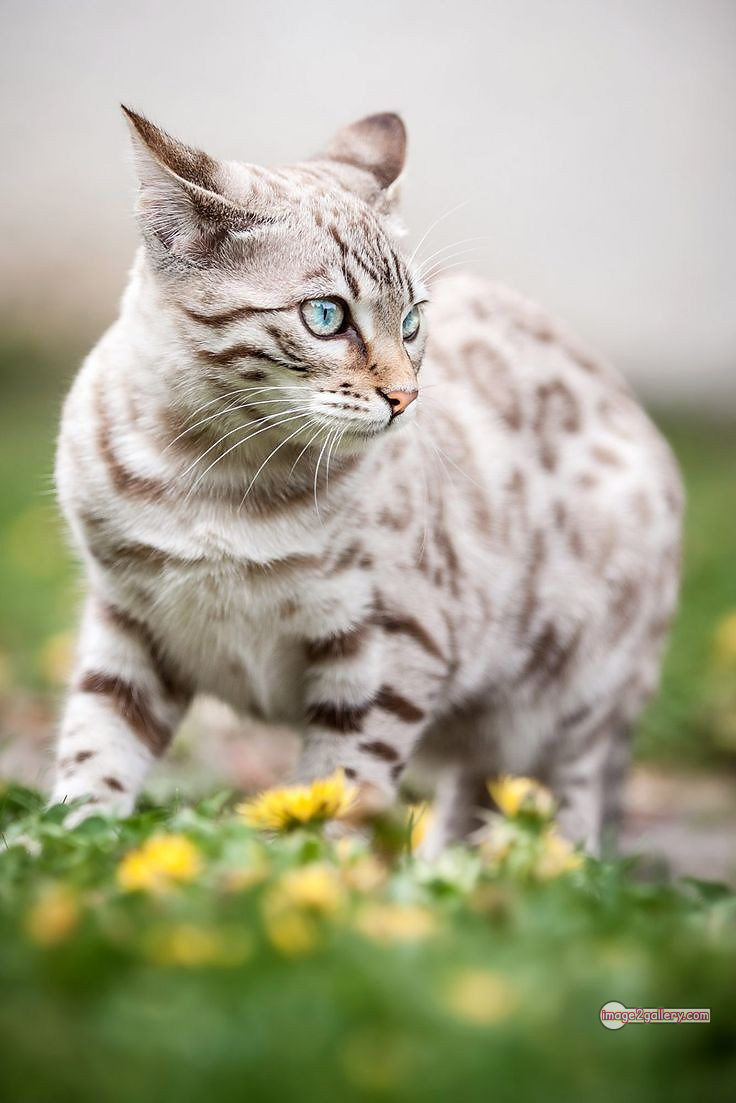 800+ Cute Cate Photos Download | Beautiful Cute Cat Images | 649 cute cat images -(25)