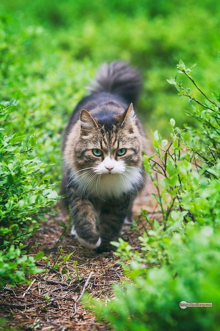 800+ Cute Cate Photos Download | Beautiful Cute Cat Images | 642 cute cat images -(26)
