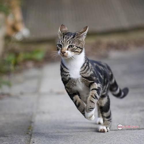 800+ Cute Cate Photos Download | Beautiful Cute Cat Images | 629 cute cat images -(3)