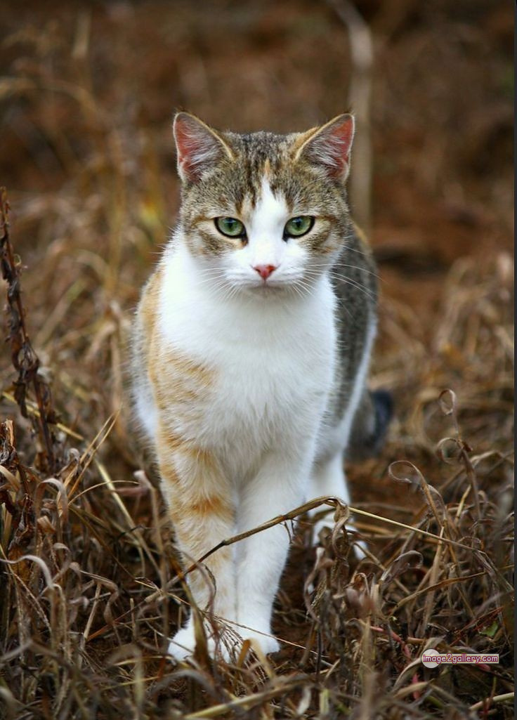 800+ Cute Cate Photos Download | Beautiful Cute Cat Images | 627 cute cat images -(4)