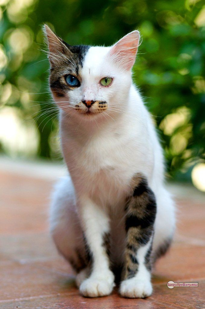 800+ Cute Cate Photos Download | Beautiful Cute Cat Images | 626 cute cat images -(5)