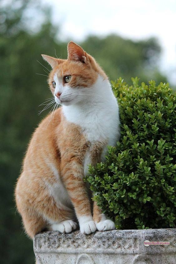800+ Cute Cate Photos Download | Beautiful Cute Cat Images | 625 cute cat images -(6)