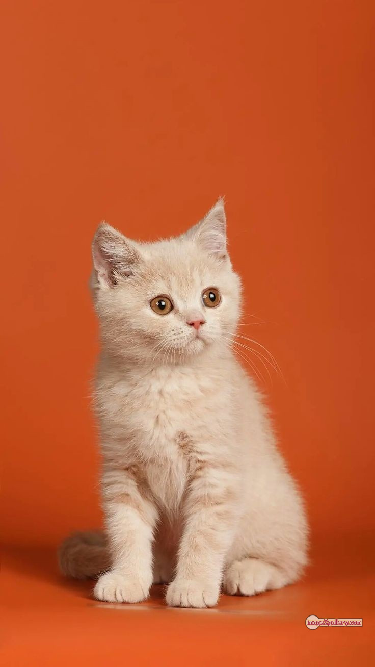800+ Cute Cate Photos Download | Beautiful Cute Cat Images | 624 cute cat images -(7)