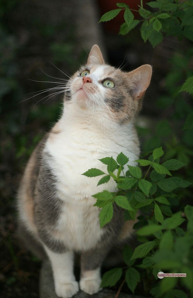 800+ Cute Cate Photos Download | Beautiful Cute Cat Images | 622 cute cat images -(8)