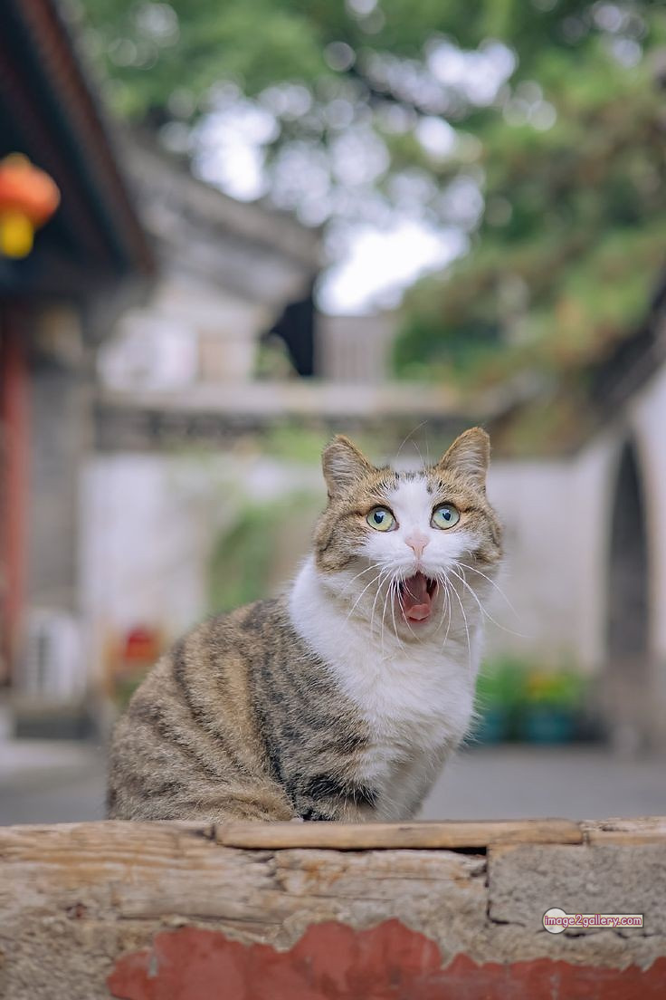 800+ Cute Cate Photos Download | Beautiful Cute Cat Images | 623 cute cat images -(9)
