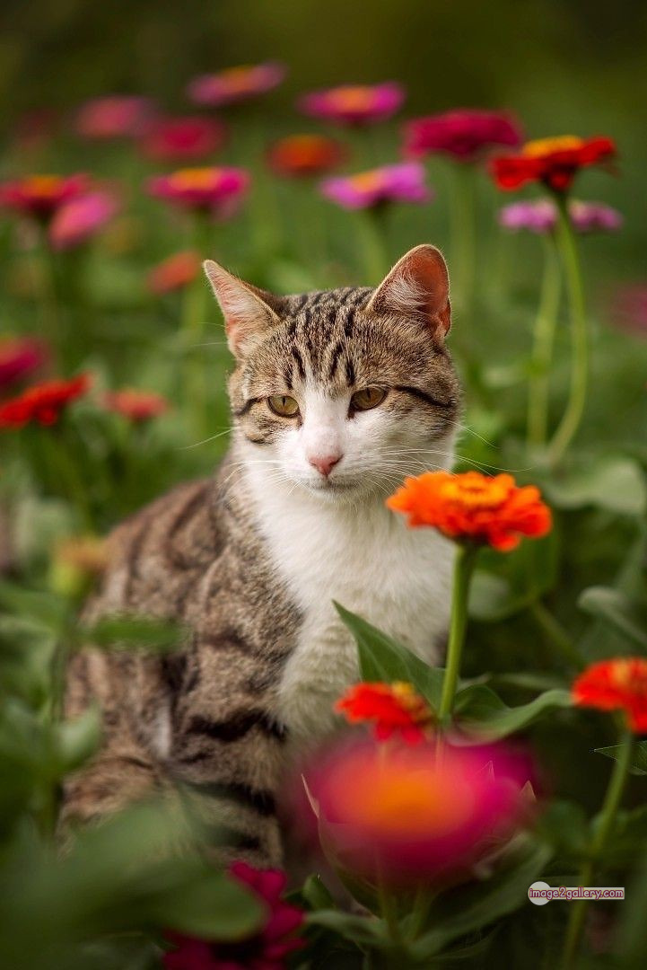 800+ Cute Cate Photos Download | Beautiful Cute Cat Images | 166 cute cat images for dp +