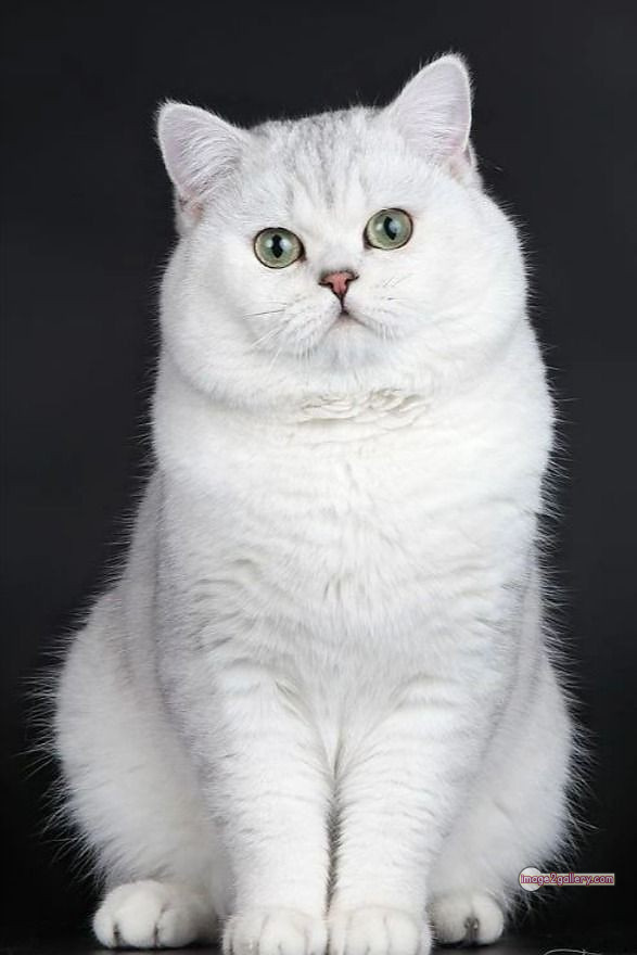 800+ Cute Cate Photos Download | Beautiful Cute Cat Images | 11 cute cat images for dp +(11)