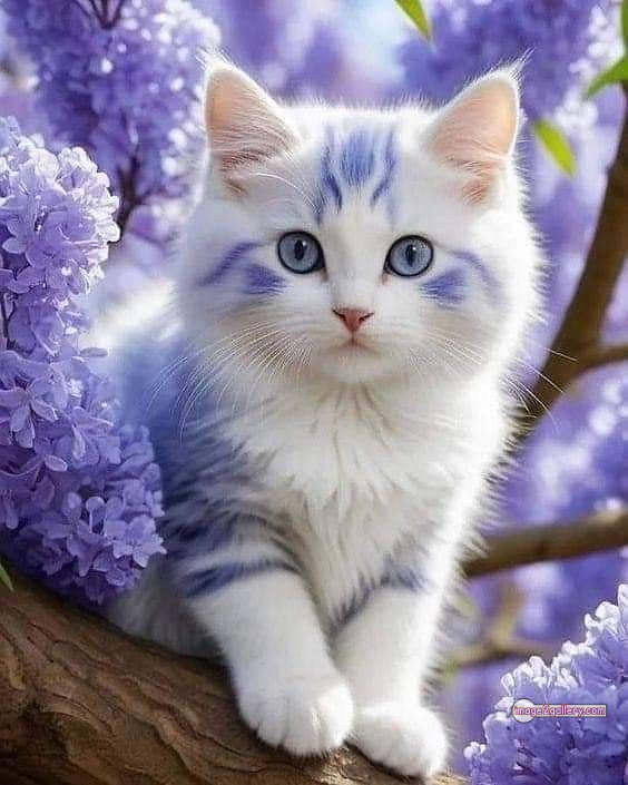 800+ Cute Cate Photos Download | Beautiful Cute Cat Images | 162 cute cat images for dp +(12)