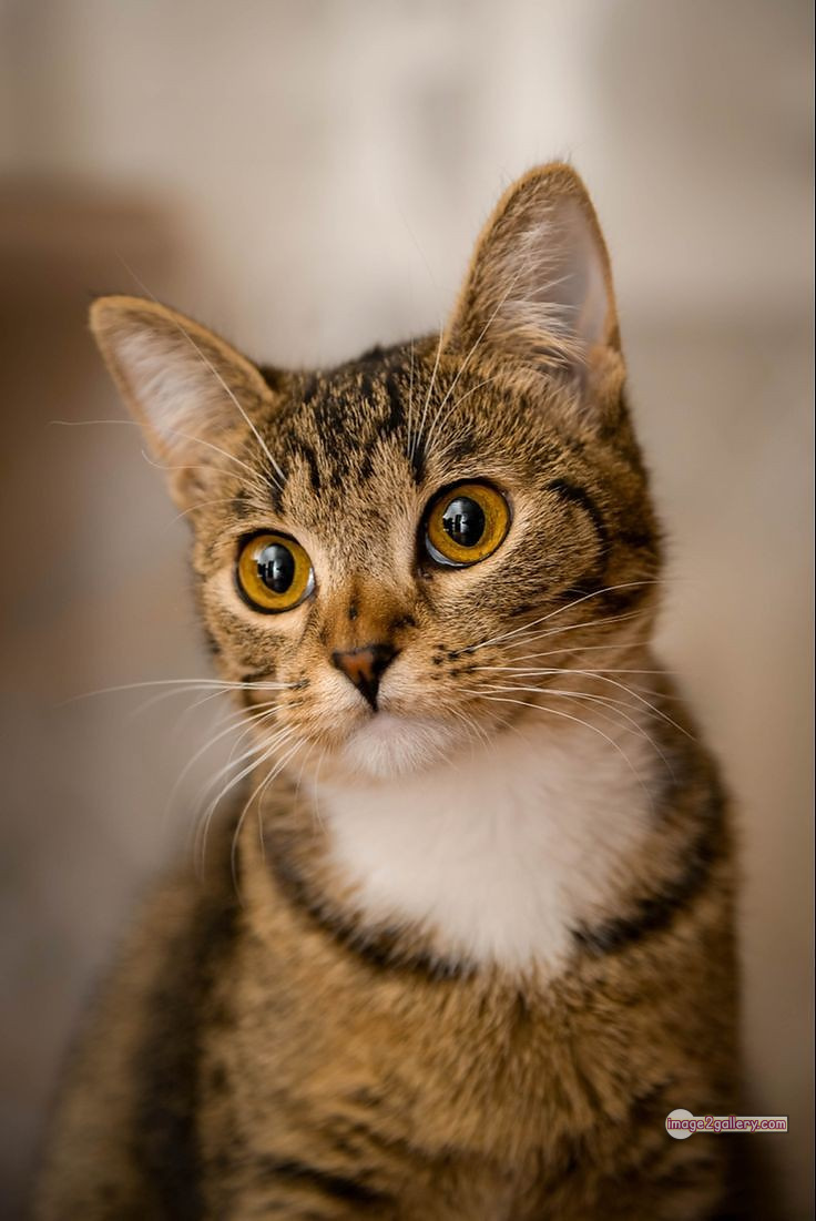 800+ Cute Cate Photos Download | Beautiful Cute Cat Images | 163 cute cat images for dp +(13)