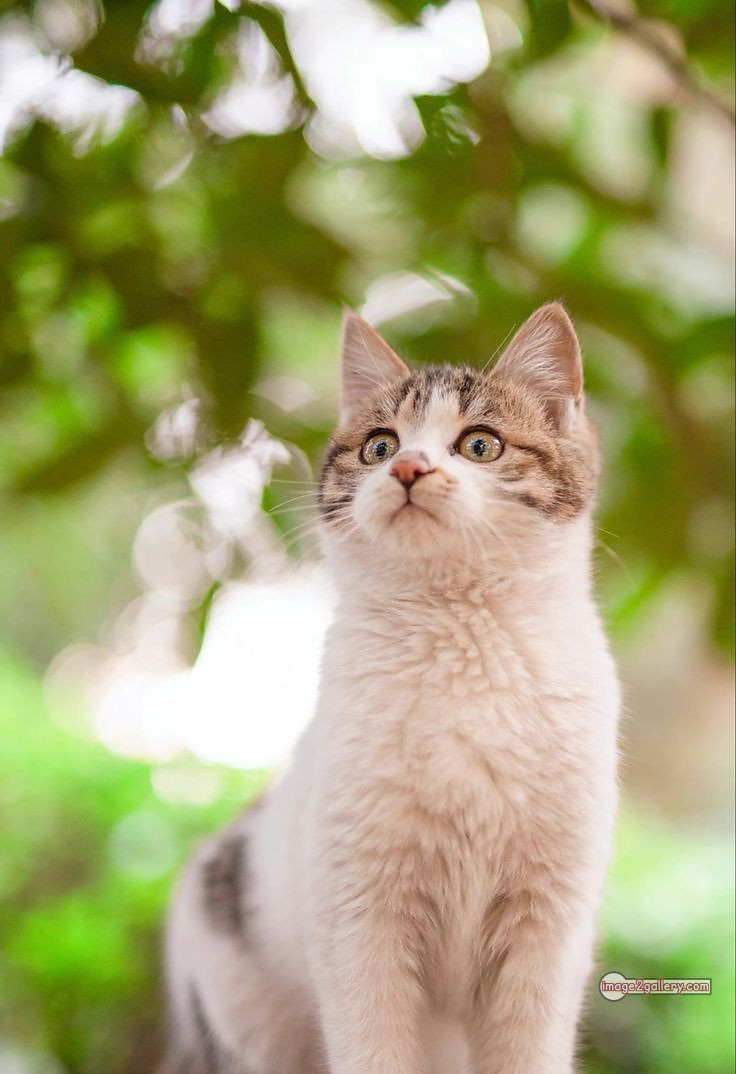 800+ Cute Cate Photos Download | Beautiful Cute Cat Images | 12 cute cat images for dp +(16