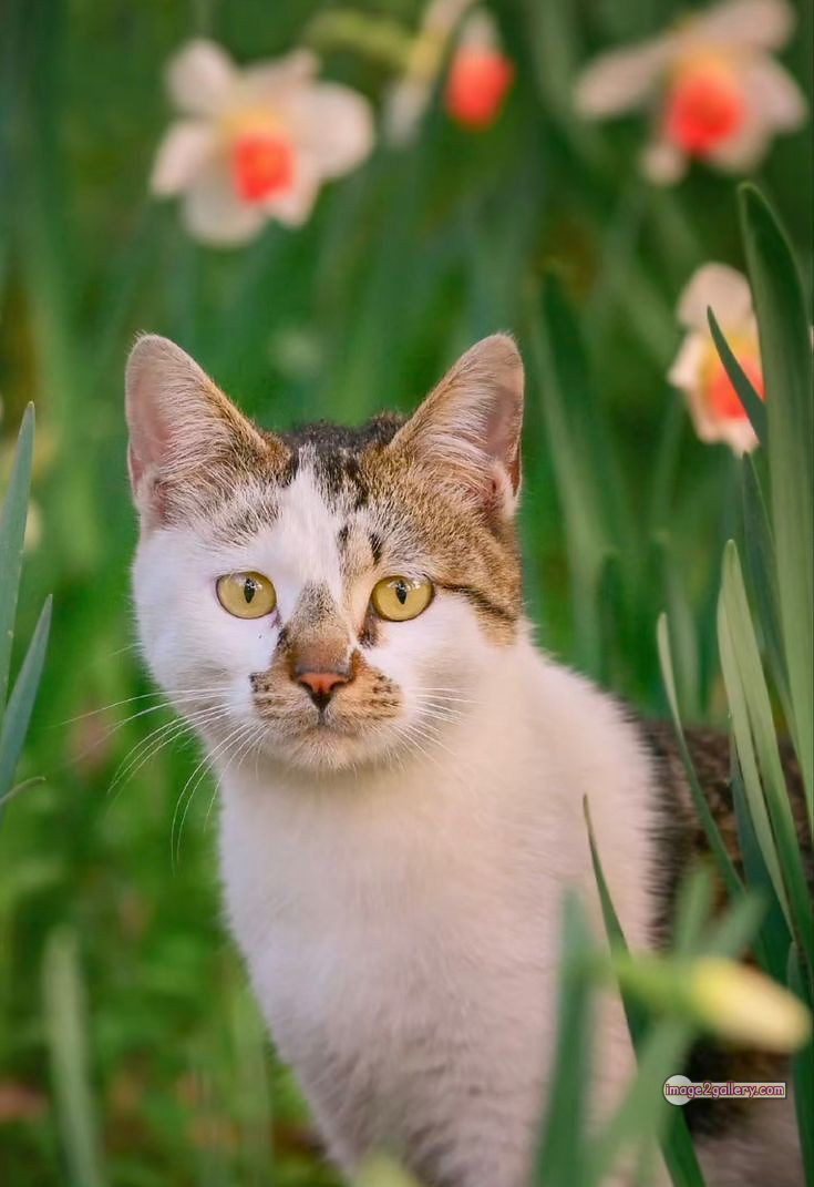 800+ Cute Cate Photos Download | Beautiful Cute Cat Images | 6 cute cat images for dp +(17)