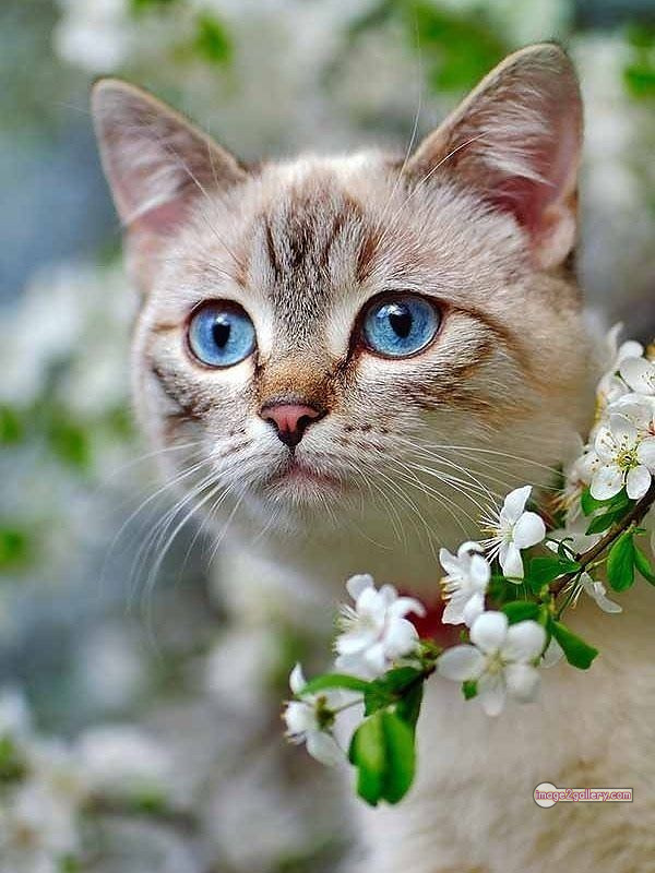 800+ Cute Cate Photos Download | Beautiful Cute Cat Images | 165 cute cat images for dp +(2)