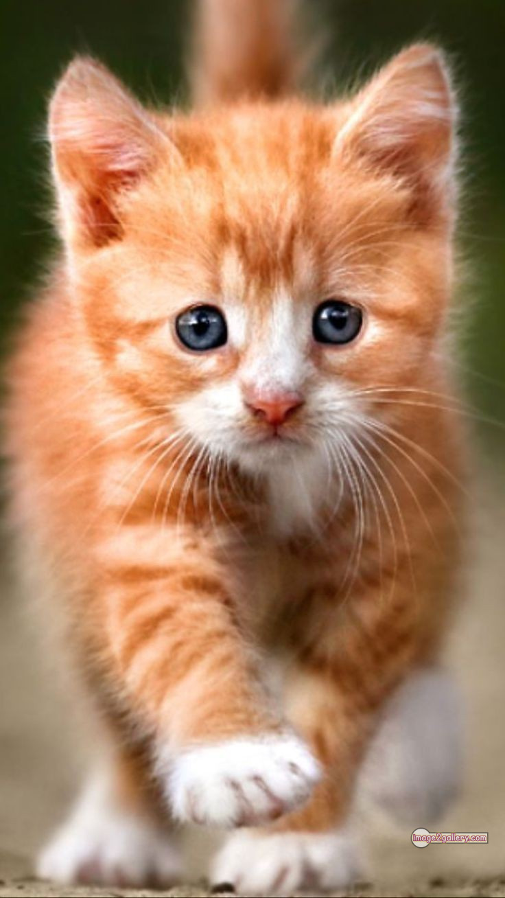 800+ Cute Cate Photos Download | Beautiful Cute Cat Images | 167 cute cat images for dp +(3)