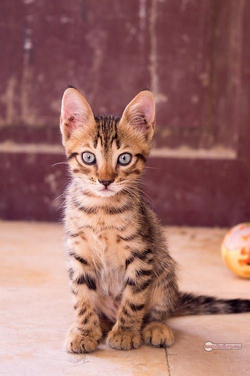 800+ Cute Cate Photos Download | Beautiful Cute Cat Images | 16 cute cat images for dp +(5)