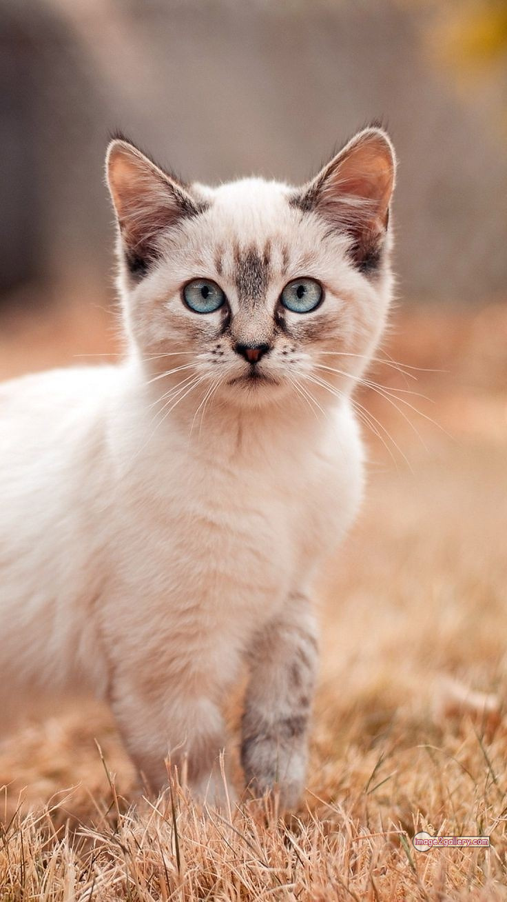 800+ Cute Cate Photos Download | Beautiful Cute Cat Images | 160 cute cat images for dp +(8)
