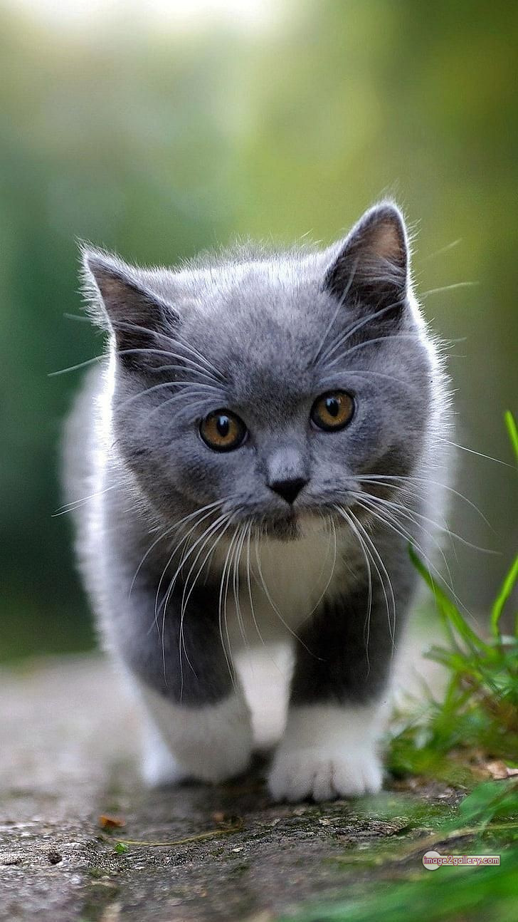 800+ Cute Cate Photos Download | Beautiful Cute Cat Images | 49 cute cat images for dp +(9)