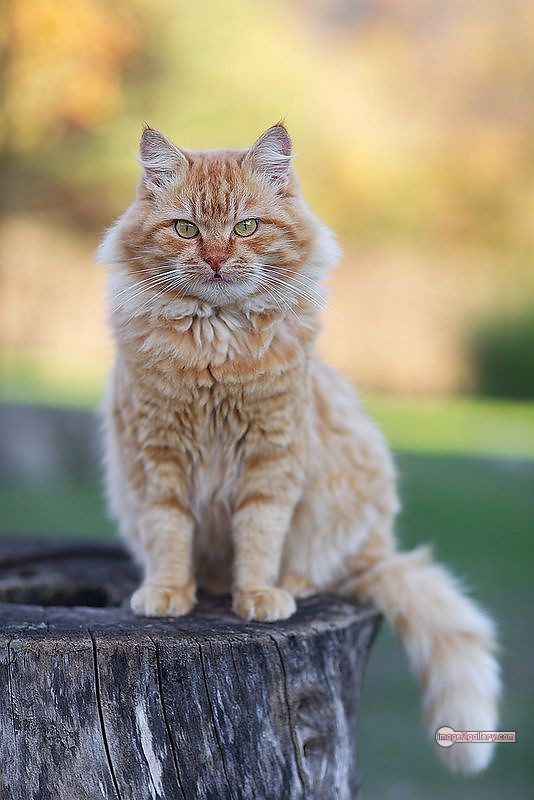 800+ Cute Cate Photos Download | Beautiful Cute Cat Images | 650 cute cat images hd -(1)