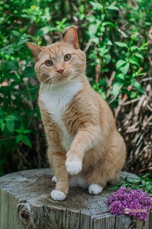 800+ Cute Cate Photos Download | Beautiful Cute Cat Images | 656 cute cat images hd -(10)