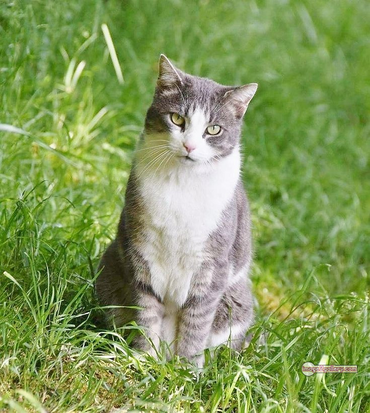 800+ Cute Cate Photos Download | Beautiful Cute Cat Images | 660 cute cat images hd -(11)