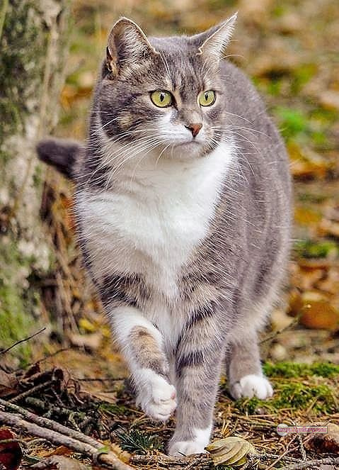 800+ Cute Cate Photos Download | Beautiful Cute Cat Images | 659 cute cat images hd -(12)