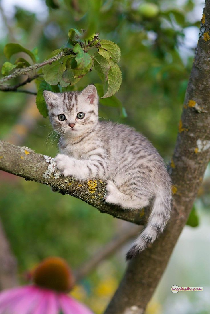 800+ Cute Cate Photos Download | Beautiful Cute Cat Images | 663 cute cat images hd -(13)