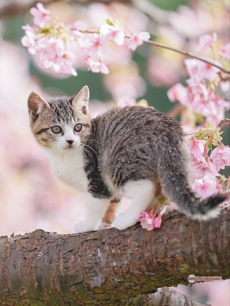 800+ Cute Cate Photos Download | Beautiful Cute Cat Images | 658 cute cat images hd -(14)