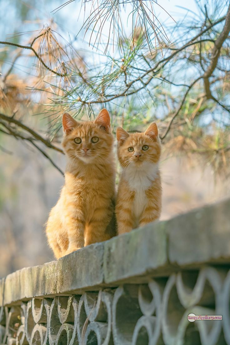 800+ Cute Cate Photos Download | Beautiful Cute Cat Images | 670 cute cat images hd -(15)