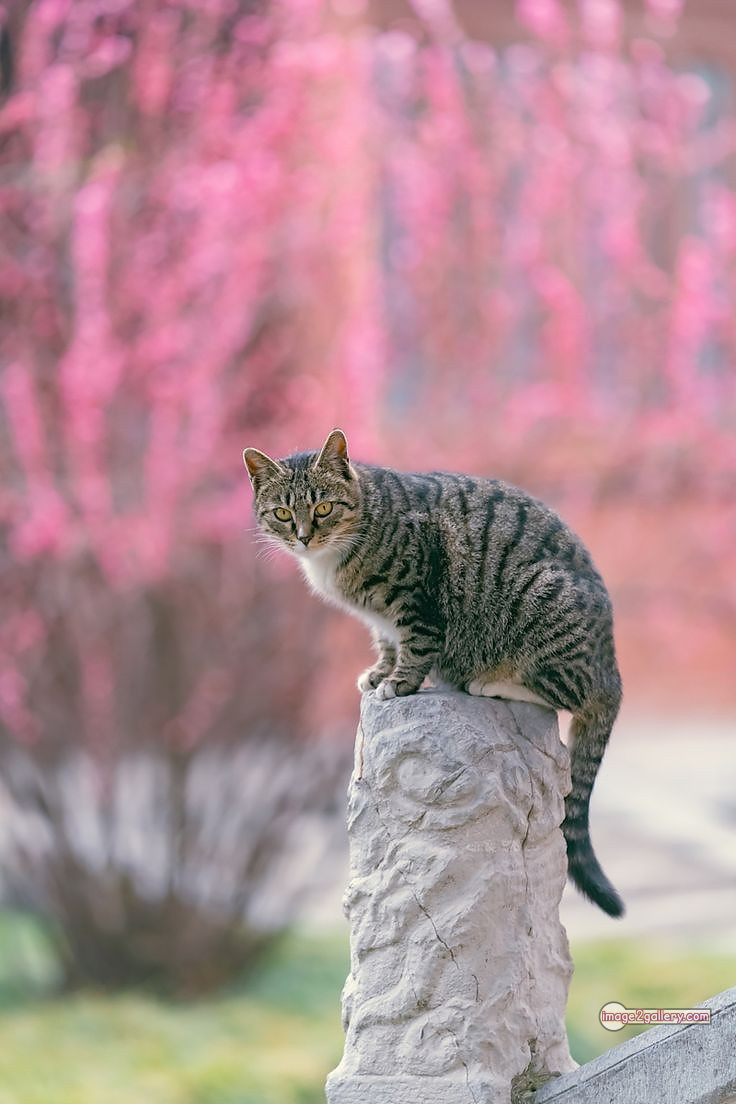 800+ Cute Cate Photos Download | Beautiful Cute Cat Images | 657 cute cat images hd -(16)