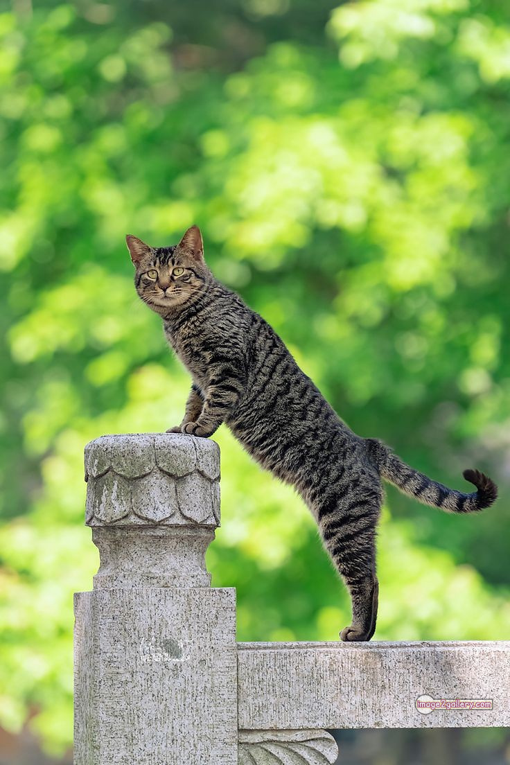 800+ Cute Cate Photos Download | Beautiful Cute Cat Images | 671 cute cat images hd -(17)