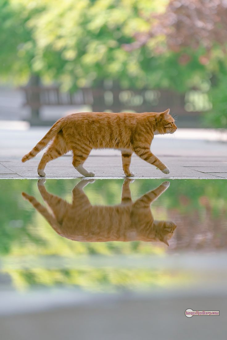 800+ Cute Cate Photos Download | Beautiful Cute Cat Images | 661 cute cat images hd -(18)