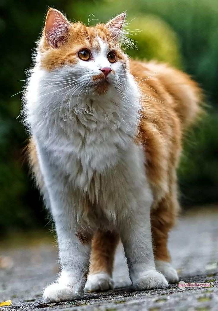 800+ Cute Cate Photos Download | Beautiful Cute Cat Images | 667 cute cat images hd -(19)