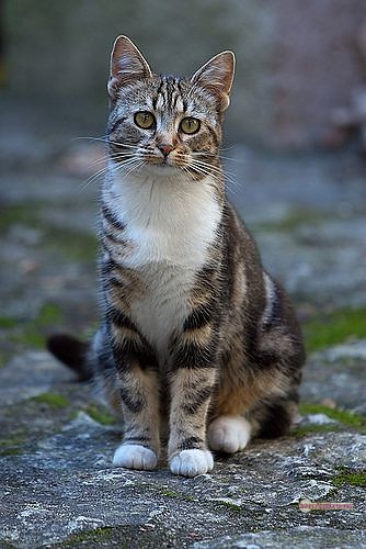 800+ Cute Cate Photos Download | Beautiful Cute Cat Images | 653 cute cat images hd -(2)
