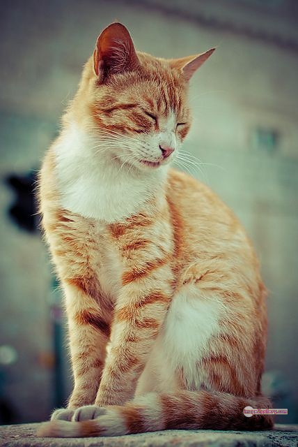 800+ Cute Cate Photos Download | Beautiful Cute Cat Images | 718 cute cat images hd -(20)