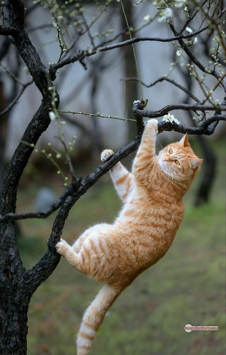 800+ Cute Cate Photos Download | Beautiful Cute Cat Images | 652 cute cat images hd -(3)