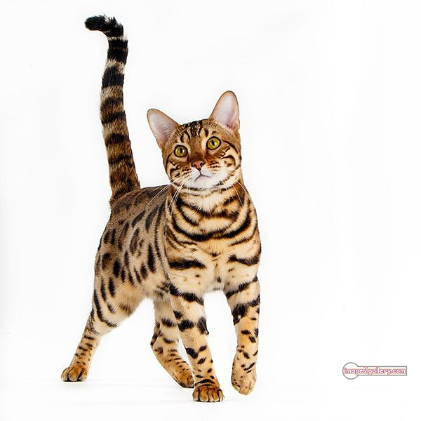 800+ Cute Cate Photos Download | Beautiful Cute Cat Images | 645 cute cat images hd -(4)