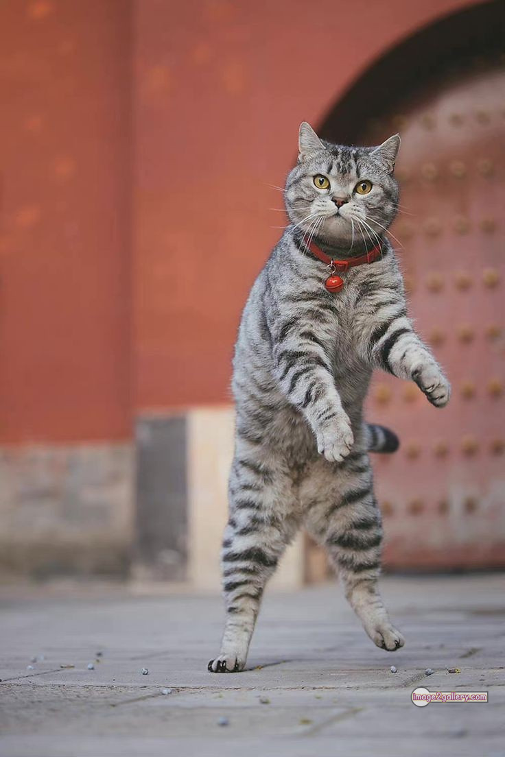 800+ Cute Cate Photos Download | Beautiful Cute Cat Images | 646 cute cat images hd -(5)