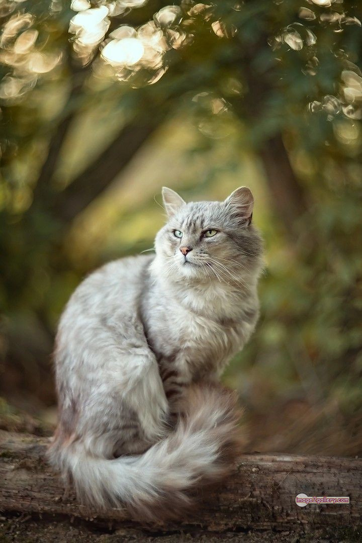 800+ Cute Cate Photos Download | Beautiful Cute Cat Images | 655 cute cat images hd -(7)