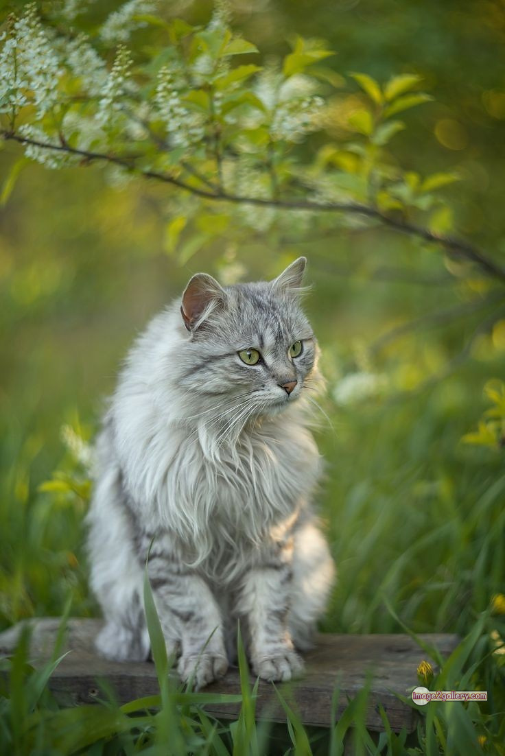 800+ Cute Cate Photos Download | Beautiful Cute Cat Images | 654 cute cat images hd -(8)
