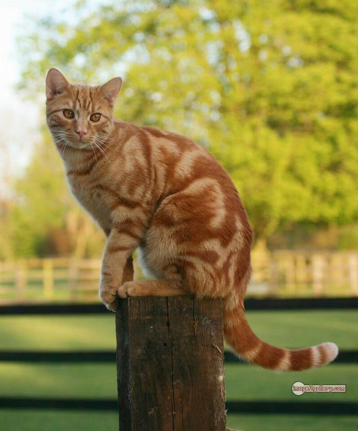 800+ Cute Cate Photos Download | Beautiful Cute Cat Images | 662 cute cat images hd -(9)