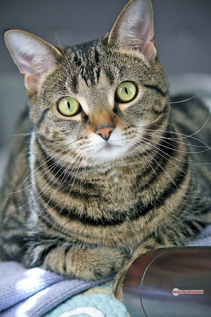 800+ Cute Cate Photos Download | Beautiful Cute Cat Images | 401 cute cat photo dp -(10)