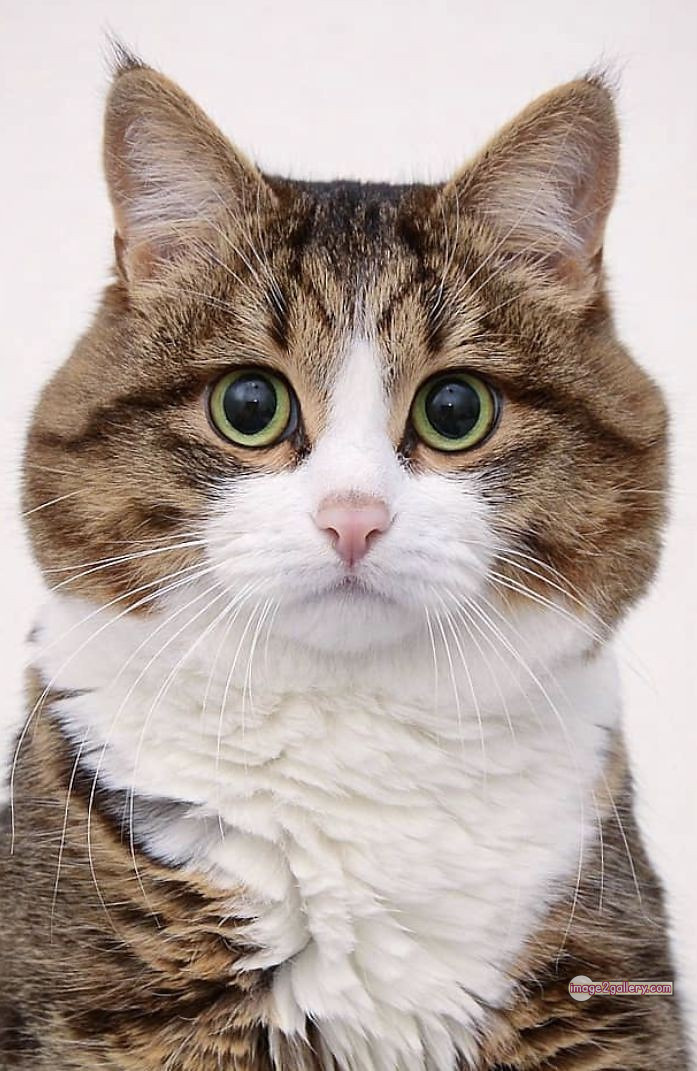 800+ Cute Cate Photos Download | Beautiful Cute Cat Images | 399 cute cat photo dp -(13)