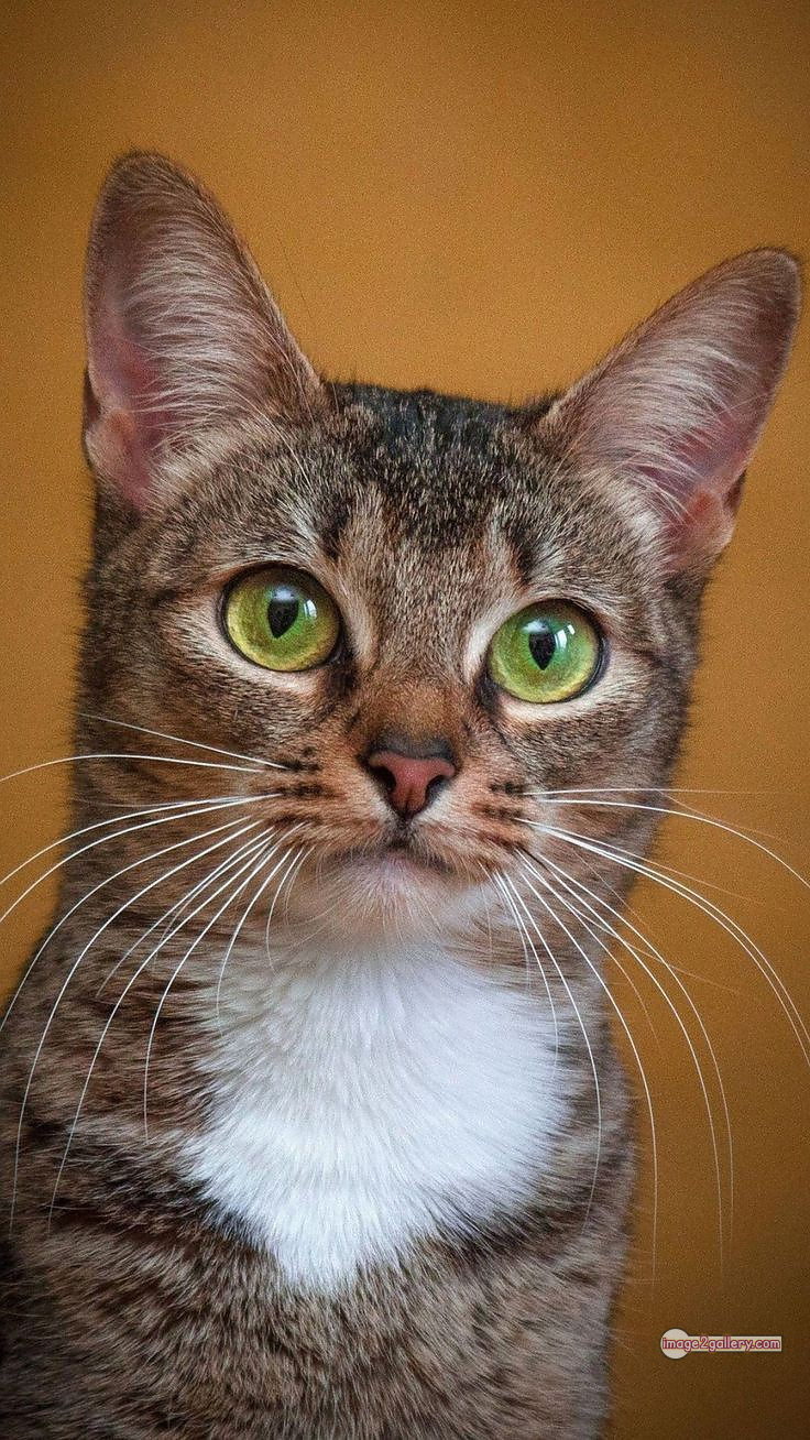 800+ Cute Cate Photos Download | Beautiful Cute Cat Images | 470 cute cat photo dp -(14)