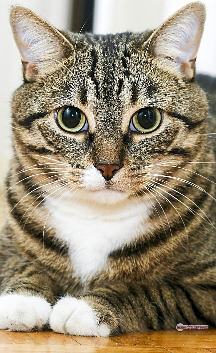 800+ Cute Cate Photos Download | Beautiful Cute Cat Images | 469 cute cat photo dp -(16)