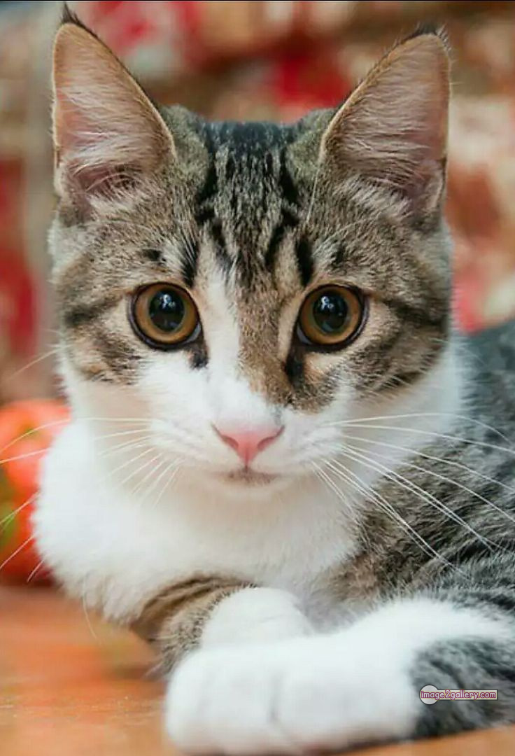 800+ Cute Cate Photos Download | Beautiful Cute Cat Images | 395 cute cat photo dp -(18)