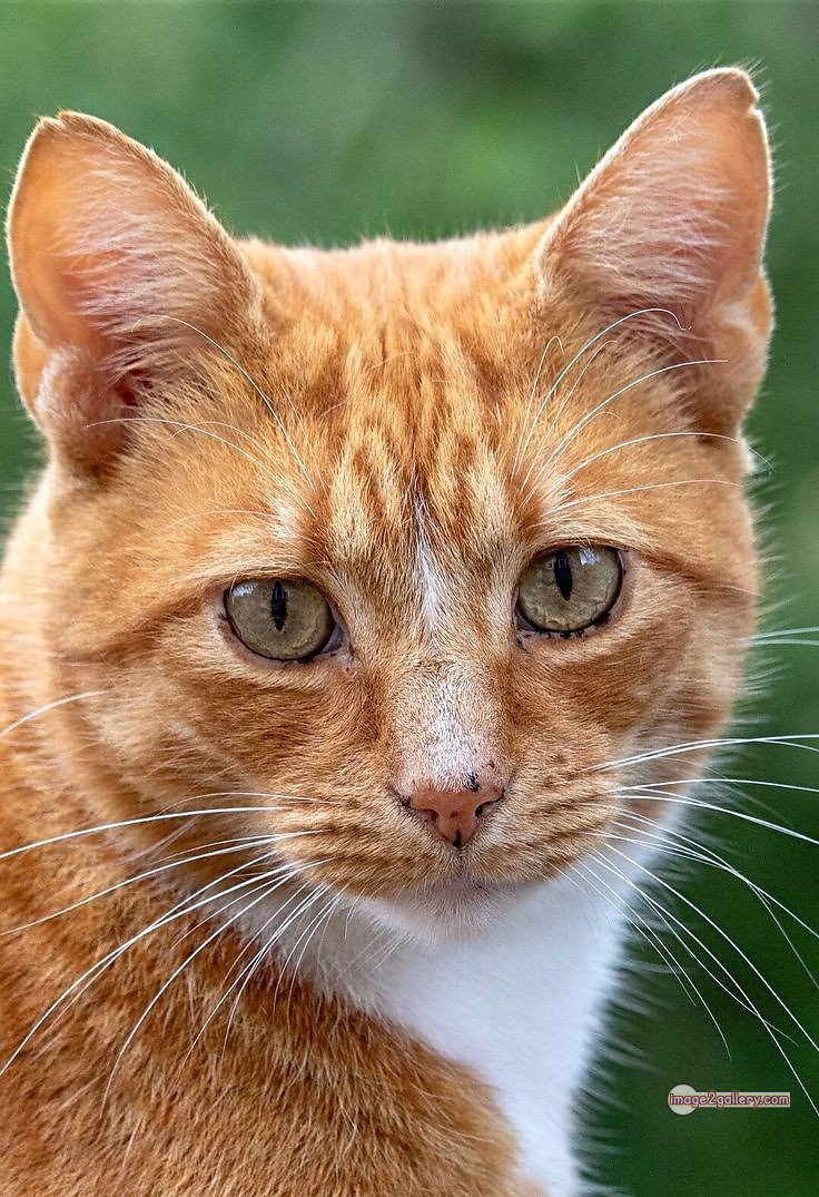 800+ Cute Cate Photos Download | Beautiful Cute Cat Images | 400 cute cat photo dp -(19)
