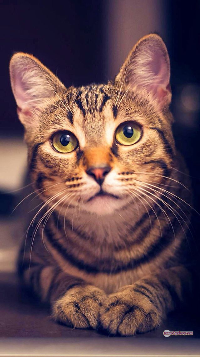 800+ Cute Cate Photos Download | Beautiful Cute Cat Images | 332 cute cat photo dp -(2)