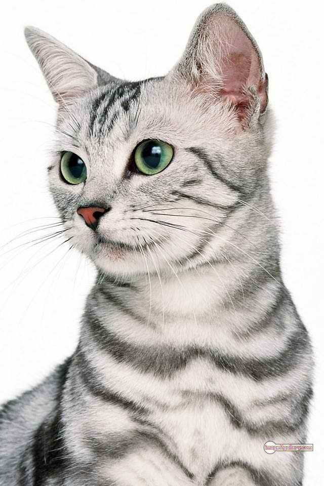 800+ Cute Cate Photos Download | Beautiful Cute Cat Images | 334 cute cat photo dp -(4)