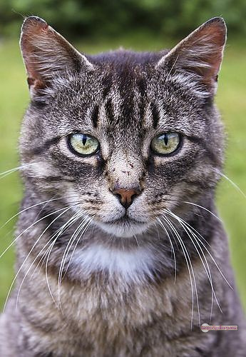 800+ Cute Cate Photos Download | Beautiful Cute Cat Images | 335 cute cat photo dp -(7)