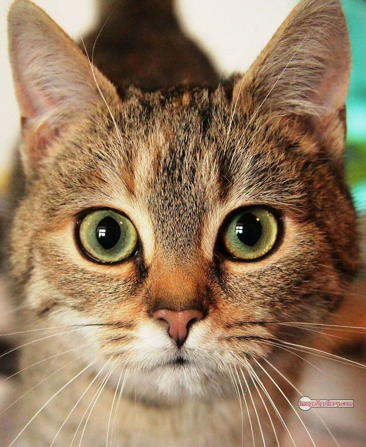 800+ Cute Cate Photos Download | Beautiful Cute Cat Images | 247 cute cat photo dp -(8)