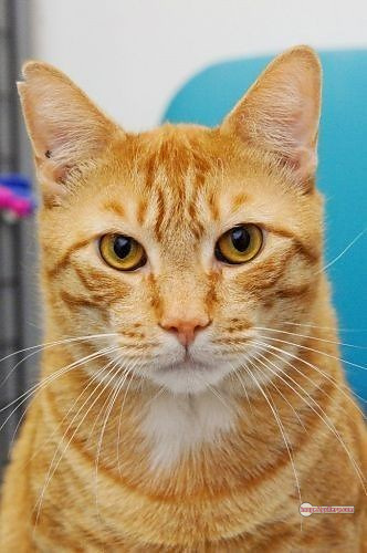 800+ Cute Cate Photos Download | Beautiful Cute Cat Images | 248 cute cat photo dp -(9)